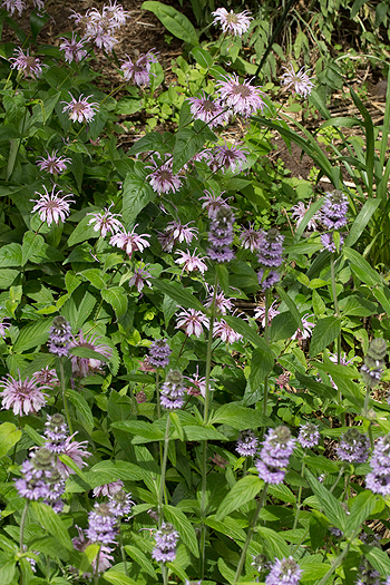 Blephilia combines well with Bradbury's beebalm