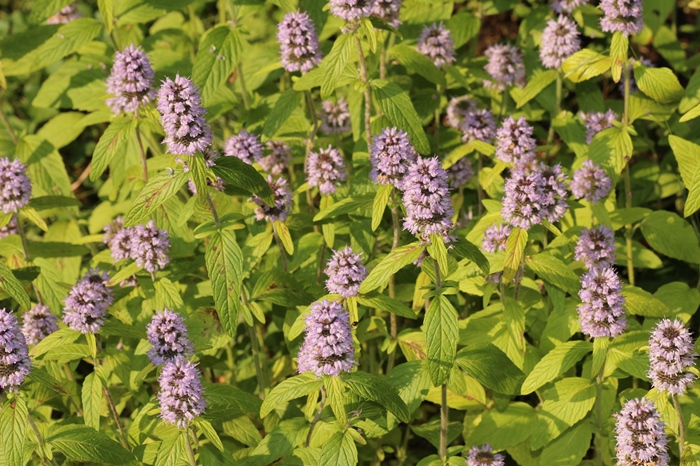 Blephila en masse