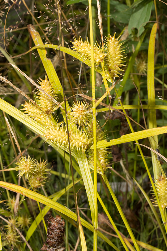 Carex hystericina
