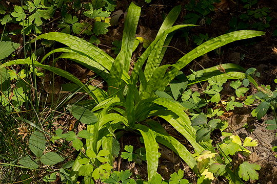 Carex plantaginea