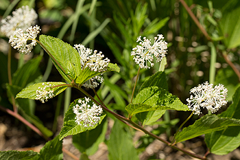 New Jersey Tea in flower