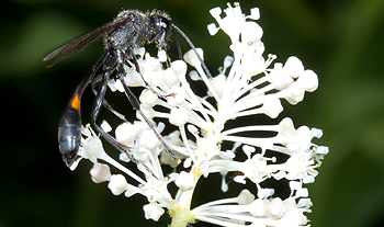 Ceanothus with Ammophila