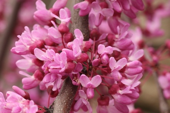 Cercis canadensis flowers