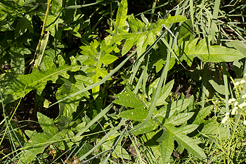 Cirsium discolor after its first year of growth