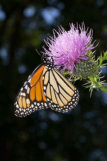 Field thistle with monarch butterfly