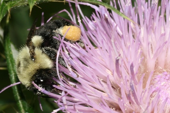Cirsium discolor with bumblebee
