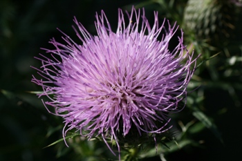 Cirsium discolor flower