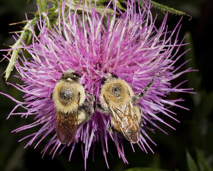 Flower of native field thistle with 2 bumblebees.