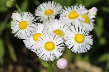 Erigeron flowers