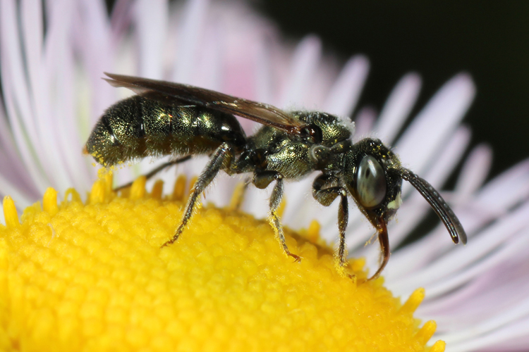Erigeron with Ceratina calcarata