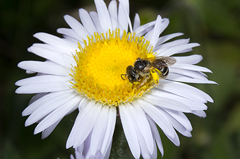 Halictus on Erigeron