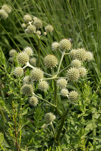 Eryingium yuccifolium