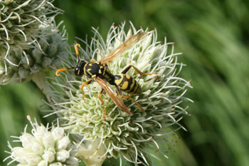 Eryngium yuccifolium