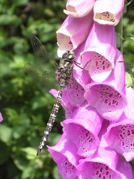 foxglove and dragonfly
