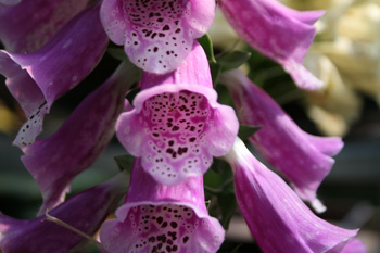 foxglove basic