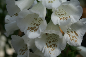 white foxglove