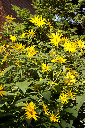 Helianthus strumosus