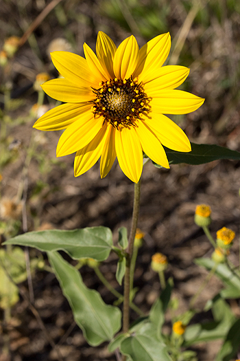 Helianthus pauciflorus
