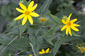 Helianthus divaricatus