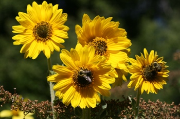 Helianthus mollis