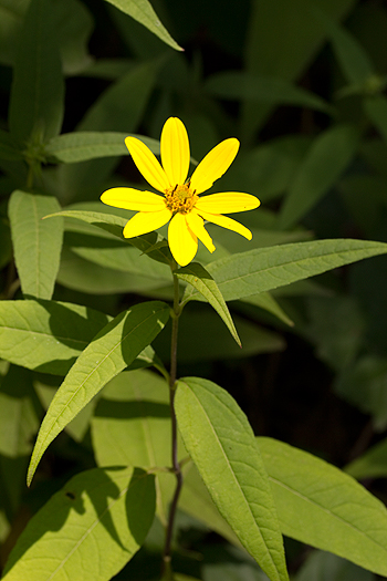 Helianthus strumosus