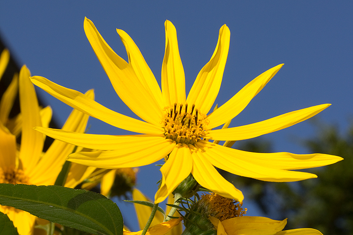 Helianthus tuberosus