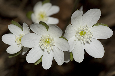 Hepatica acutiloba