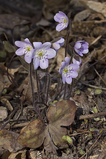 Blue hepatica acutiloba