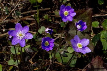 hepatica blue