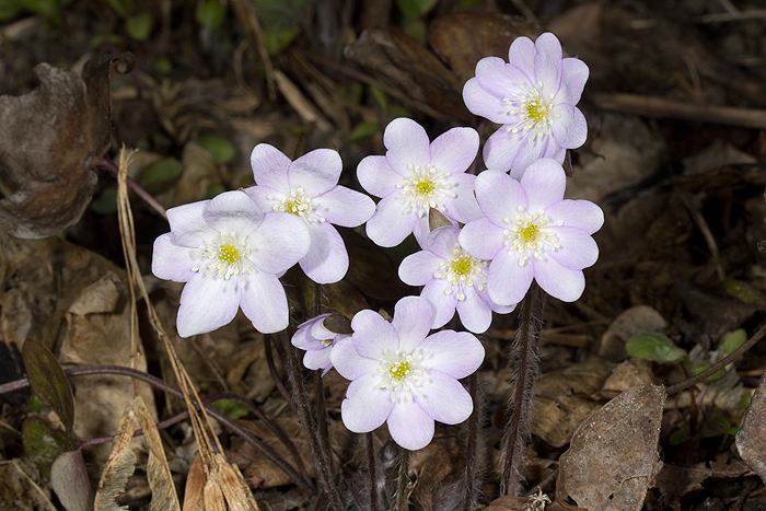 Hepatica in bloom