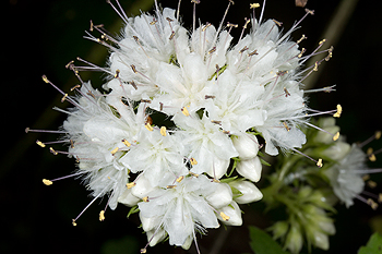 Hydrophyllum canadensis