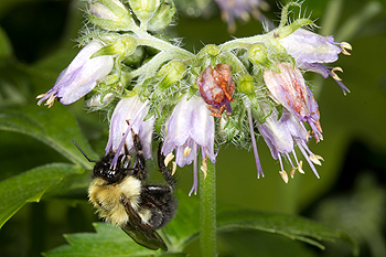 Virginia waterleaf with bumblebee