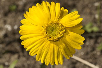 Hymenoxyxs flower