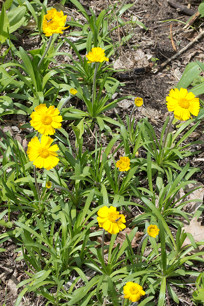 A patch of hymenoxys