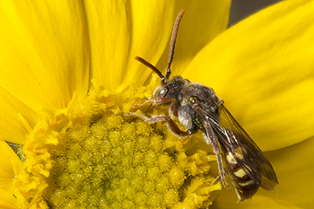 Hymenoxys with Nomada sp.