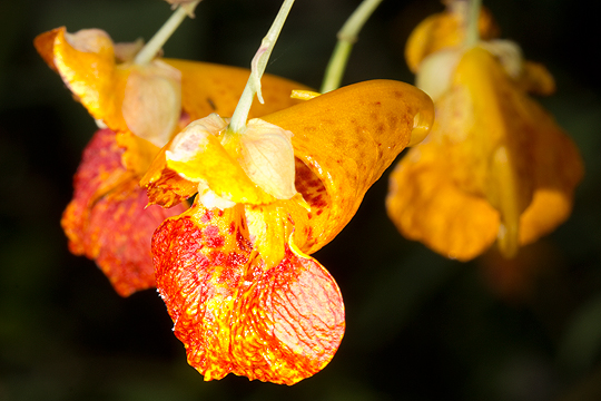 Impatiens_capensis