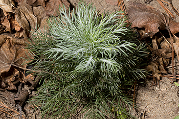 Ipomopsis rubra rosette