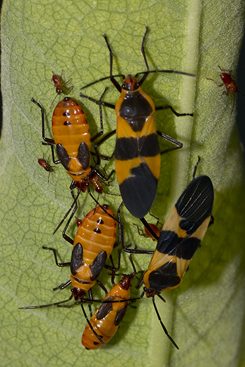 Large milkweed bugs