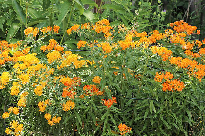 Butterfly weed