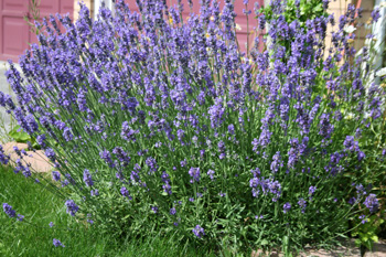 lavender