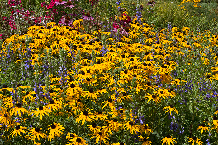 Lobelia can be shown off quite nicely when combined with yellow coneflower