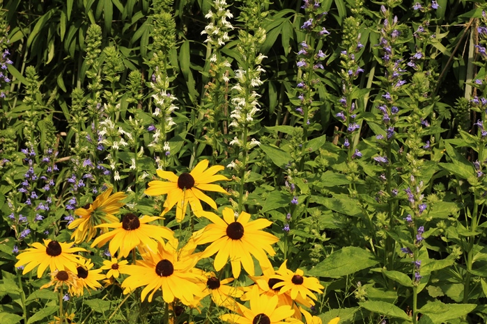 Lobelia with Rudbeckia
