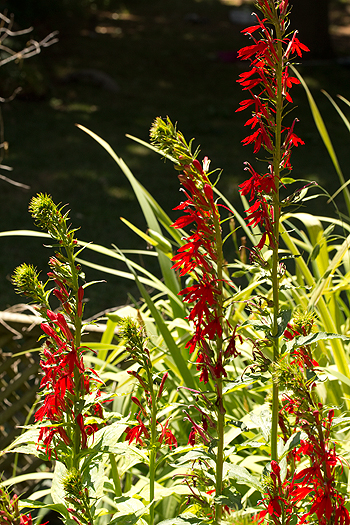 Lobelia cardinalis