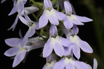 Lobelia spicata