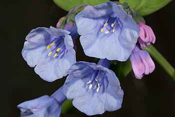 Mertensia virginica