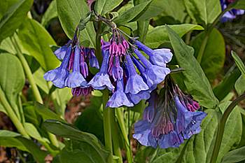 Flowers of mertensia virginica