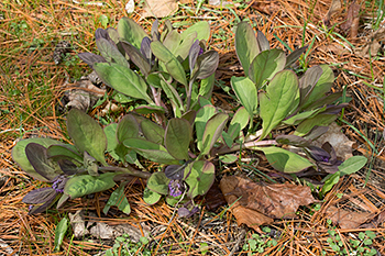 The leaves of Mertensia virginica change colour from purple to green.