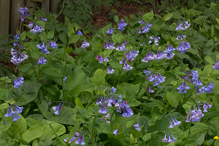Large patch of Virginia bluebells