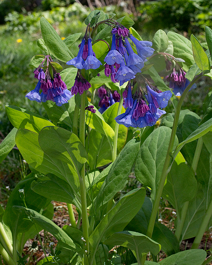 Mertensia virginica in flower.