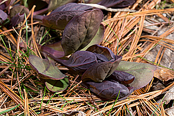 Mertensia virginica emerges with purple leaves.